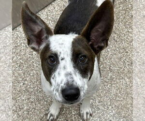 Mutt Dogs for adoption in Martinsburg, WV, USA