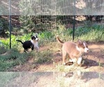 Small Photo #9 Australian Shepherd Puppy For Sale in PIONEER, CA, USA
