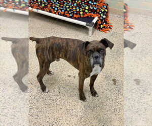 Boxer Dogs for adoption in Austin, TX, USA