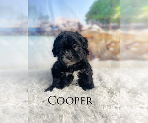 ShihPoo Puppy for sale in KINSTON, NC, USA