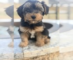 Small #2 Yorkshire Terrier