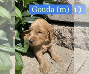 Goldendoodle Puppy for Sale in KENT CITY, Michigan USA
