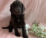 Small #2 Poodle (Standard)