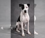 Small #3 American Pit Bull Terrier-Pointer Mix