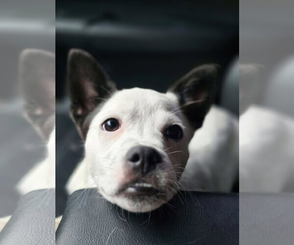 Medium Photo #10 Chihuahua-Unknown Mix Puppy For Sale in Sandy, UT, USA