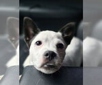 Small #9 Chihuahua Mix