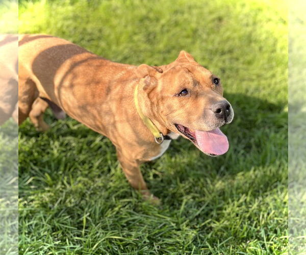 Medium Photo #2 American Pit Bull Terrier-Unknown Mix Puppy For Sale in Estherville, IA, USA