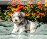 Puppy Kenzie Schnauzer (Miniature)