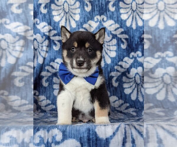 Medium Photo #1 Shiba Inu Puppy For Sale in PEACH BOTTOM, PA, USA