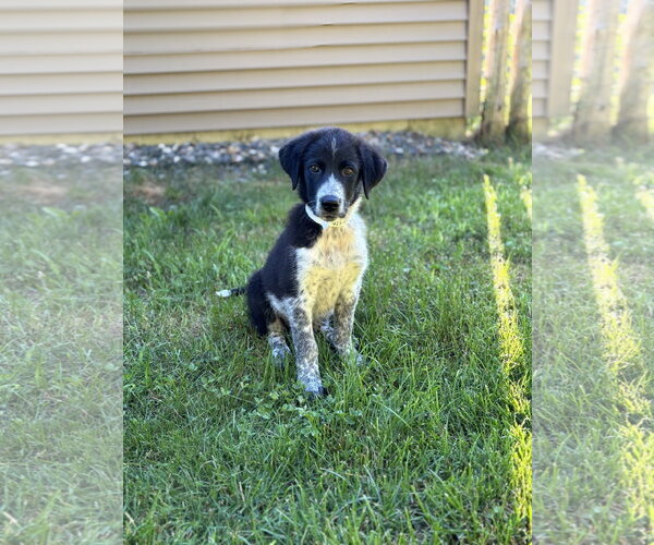 Medium Photo #4 Great Pyrenees-Unknown Mix Puppy For Sale in Alexander, AR, USA