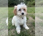 Small #16 Cavapoo-Poodle (Miniature) Mix
