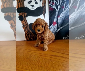 Poodle (Toy) Puppy for Sale in GILLETT, Pennsylvania USA