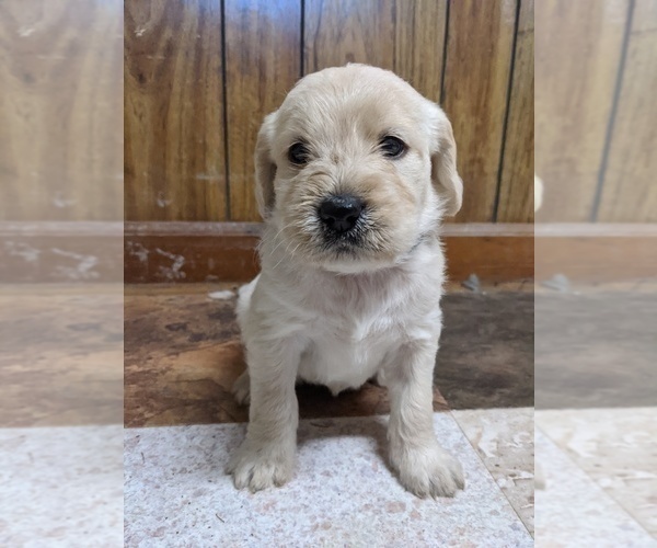 Medium Photo #2 Labradoodle Puppy For Sale in BAHAMA, NC, USA