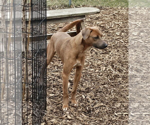 Medium Photo #9 Jack-A-Bee Puppy For Sale in Bloomingdale, NJ, USA