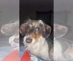 Small #3 Dachshund