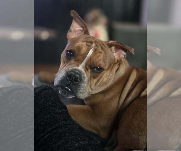 Medium Photo #4 American Pit Bull Terrier-Bulldog Mix Puppy For Sale in Raleigh, NC, USA