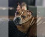 Small #3 American Pit Bull Terrier-Bulldog Mix
