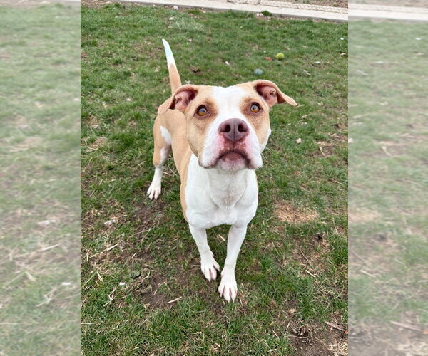 Medium Photo #2 American Staffordshire Terrier Puppy For Sale in Pierceton , IN, USA