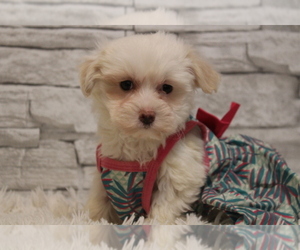 Maltese-Poodle (Toy) Mix Puppy for sale in HUGHESVILLE, MO, USA