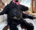 Small Photo #2 Maltipoo Puppy For Sale in LANCASTER, MO, USA