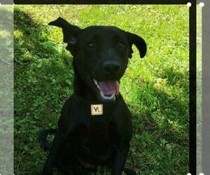 Labrador Retriever Dogs for adoption in Scottsboro, AL, USA
