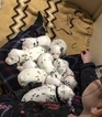Small Photo #2 Dalmatian Puppy For Sale in LINCOLN, NE, USA