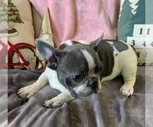 French Bulldog Puppy for sale in JOHNS ISLAND, SC, USA