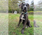 Rosie Puff (4mo, 25lbs) - Female Mutt Dog for Adoption - Small photo