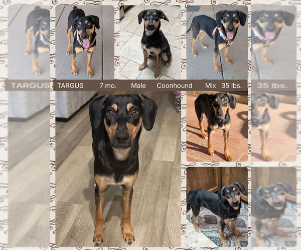 Medium Photo #1 Black and Tan Coonhound-Unknown Mix Puppy For Sale in Mesa, AZ, USA