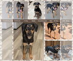 Small Black and Tan Coonhound Mix