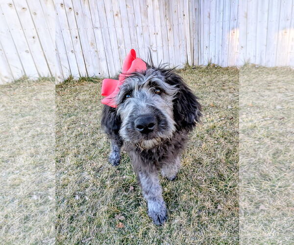 Medium Photo #2 Poodle (Standard) Puppy For Sale in Sandy, UT, USA