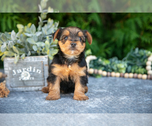Medium Yorkshire Terrier