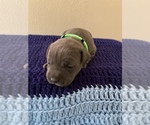 Small Photo #16 American Bully Puppy For Sale in BATON ROUGE, LA, USA