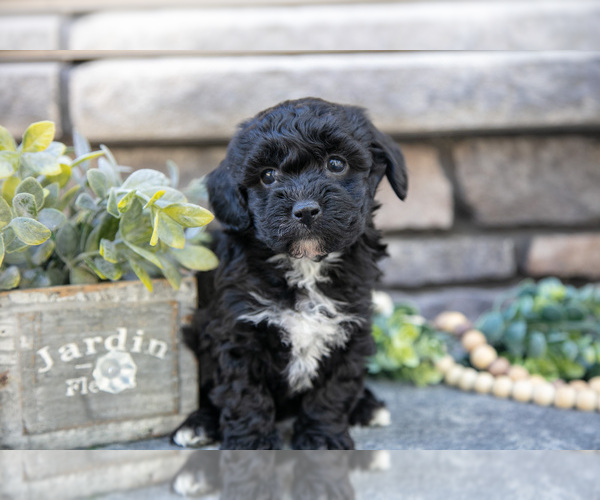 Medium Photo #1 Poovanese Puppy For Sale in SUGARCREEK, OH, USA
