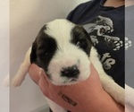 Small #9 Saint Bernard