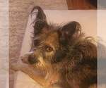 Small #1 Miniature Schnauzer Mix