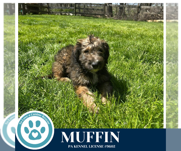 Medium Photo #3 Labrador Retriever-Unknown Mix Puppy For Sale in Kimberton, PA, USA