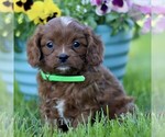 Small #2 Cavapoo (Miniature)