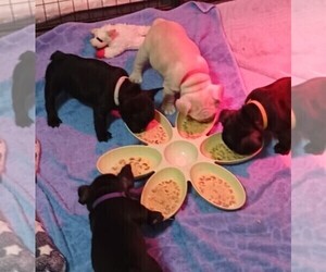 French Bulldog Puppy for Sale in TERRELL, Texas USA