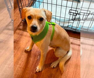 Chihuahua-Unknown Mix Dogs for adoption in New York, NY, USA