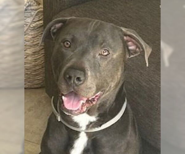 Medium Photo #1 American Staffordshire Terrier-Unknown Mix Puppy For Sale in Lake Forest, CA, USA