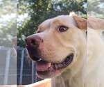 CHARLIE - Male Labrador Retriever-Unknown Mix Dog for Adoption - Small photo