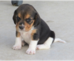 Small #2 Beagle