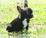 Small Photo #1 French Bulldog Puppy For Sale in HOLLYWOOD, FL, USA