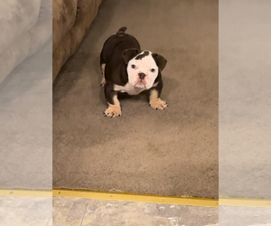 Bulldog Puppy for sale in VALLEJO, CA, USA