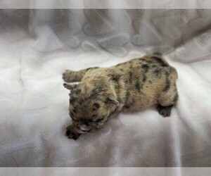 French Bulldog Litter for sale in WAMEGO, KS, USA