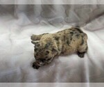 Small French Bulldog
