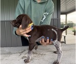 Litter of 5 - Male German Shorthaired PointerLitter of Puppies for Sale - Photo #8