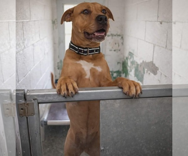 Medium Photo #2 Labrador Retriever Puppy For Sale in Rustburg, VA, USA