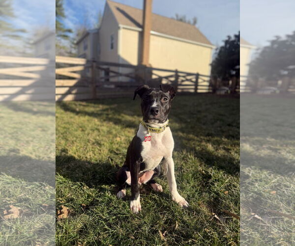 Medium Photo #2 American Pit Bull Terrier Puppy For Sale in Alexandria, VA, USA